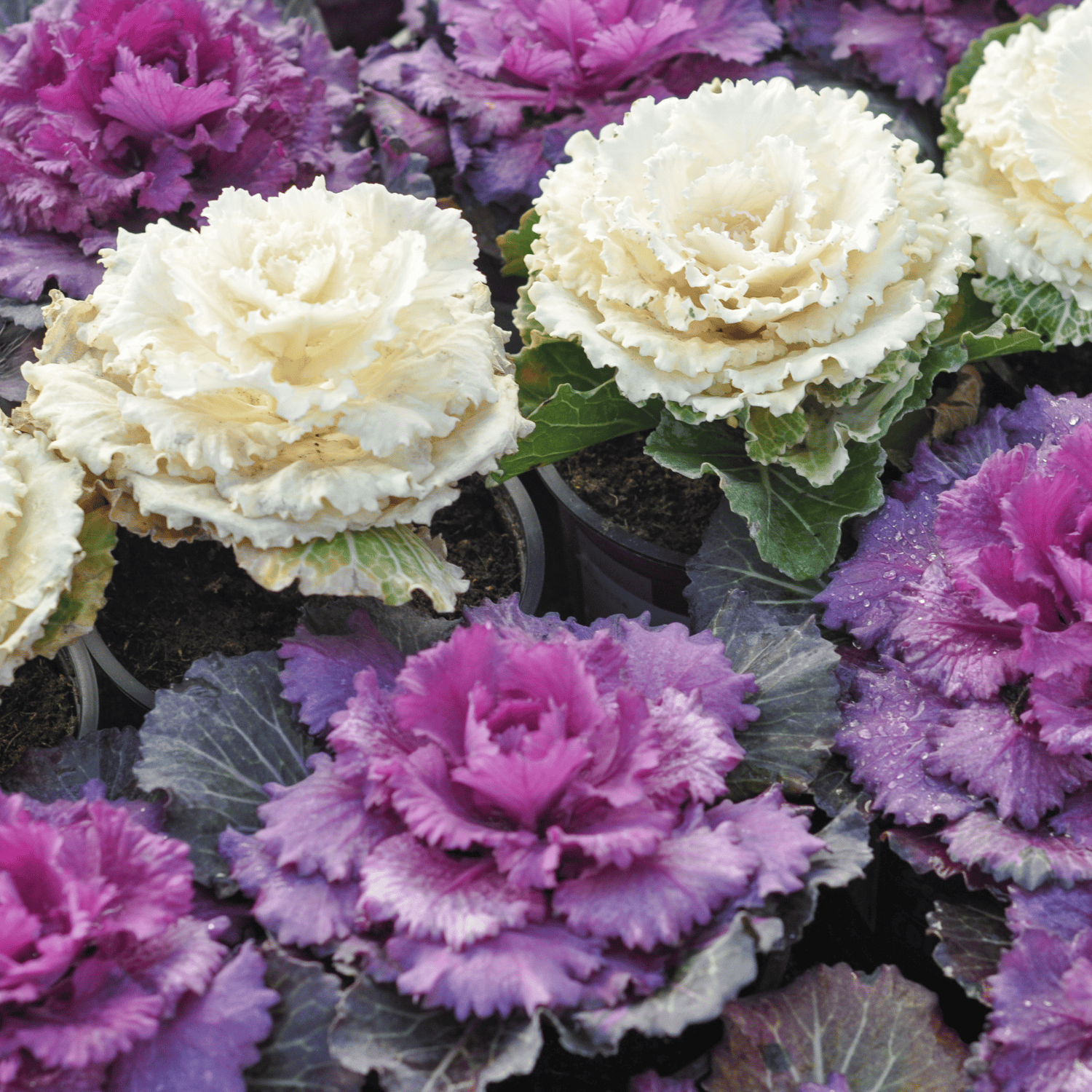 Ornamental kale Cabbage Flower Seed(Pack Of- 100 Seeds)