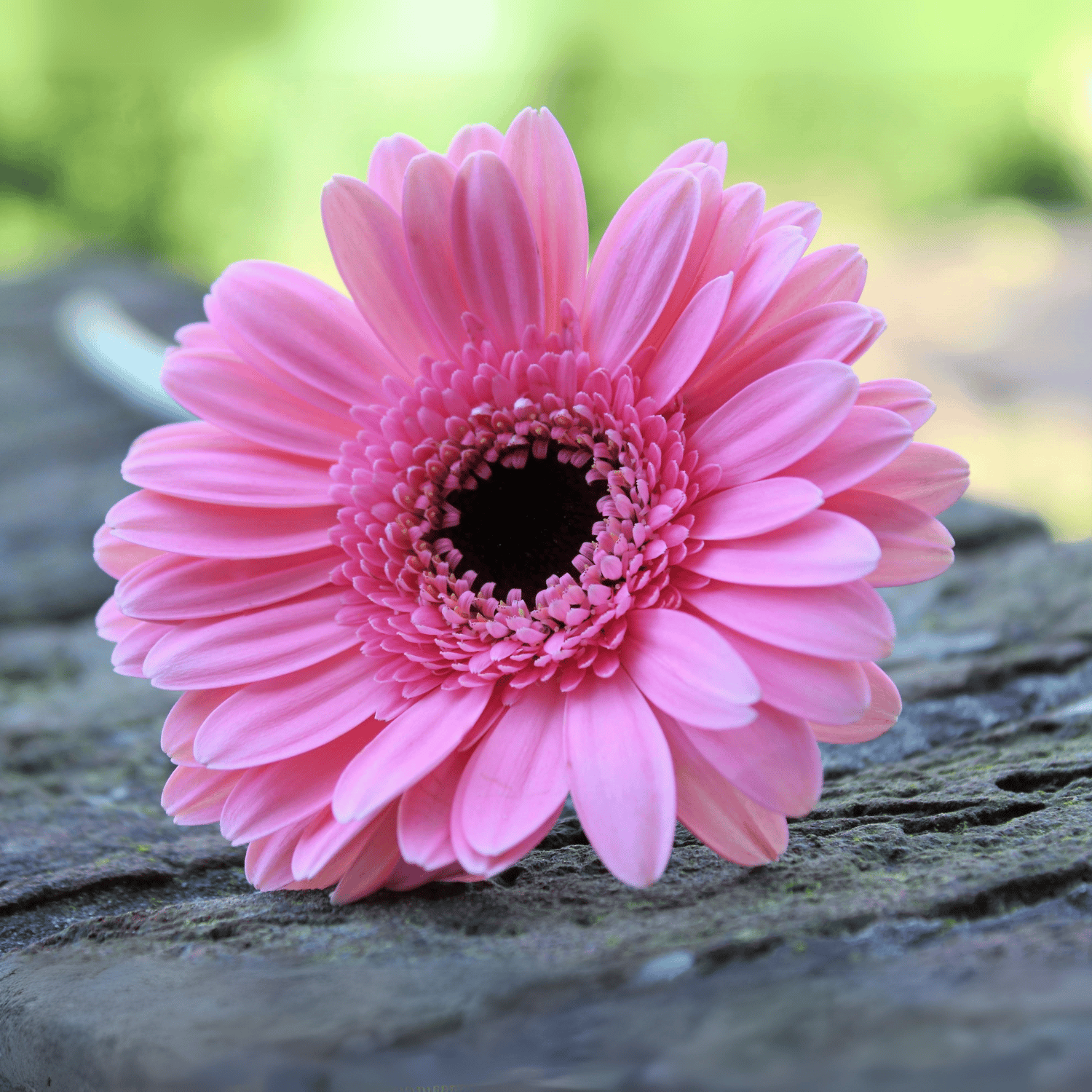 Gerbera Flower Mix Seed(Pack Of-20 Seeds)