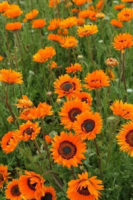 Venidium Flower (Orange) Seed (Pack Of- 100 Seeds)