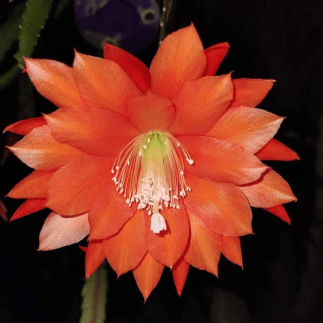 Brahma Kamal Plant (Epiphyllum Orange)