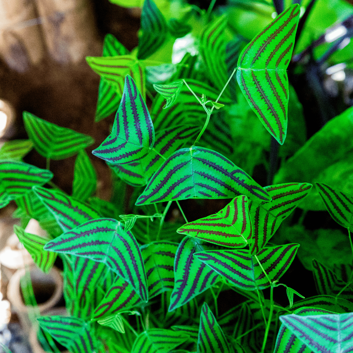 Butterfly Indoor Plant / Christia Obcordata Plant