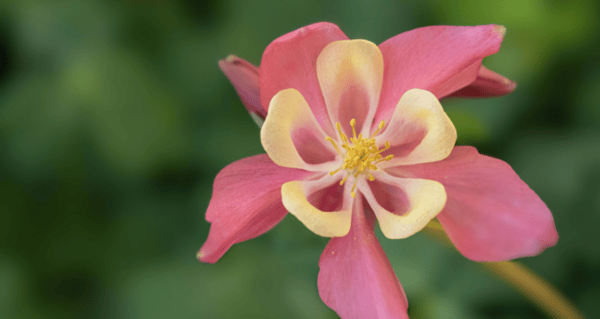 Flower Plants