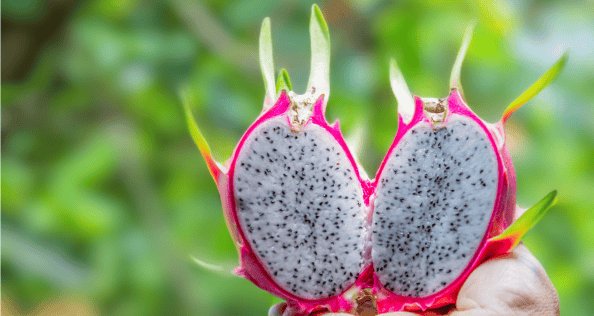 Fruit Plants