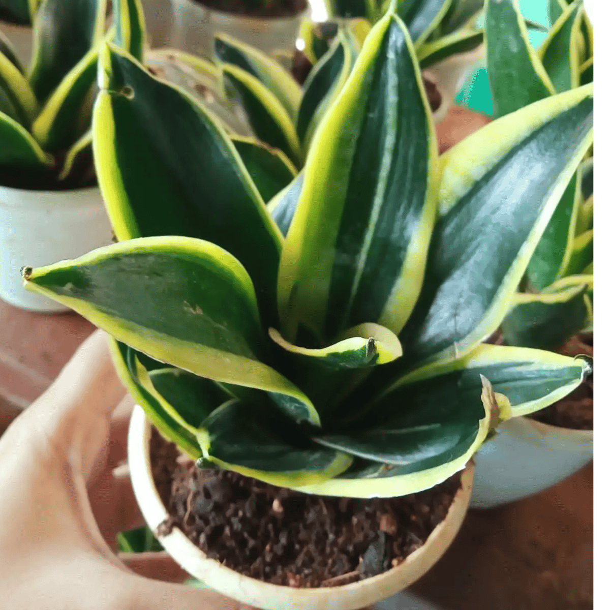 Variegated Sansevieria Plant