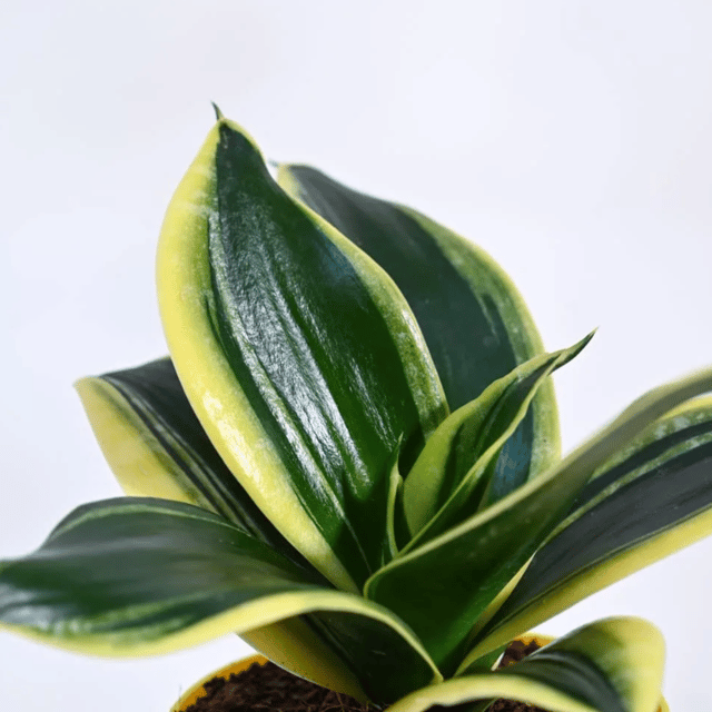 Variegated Sansevieria Plant