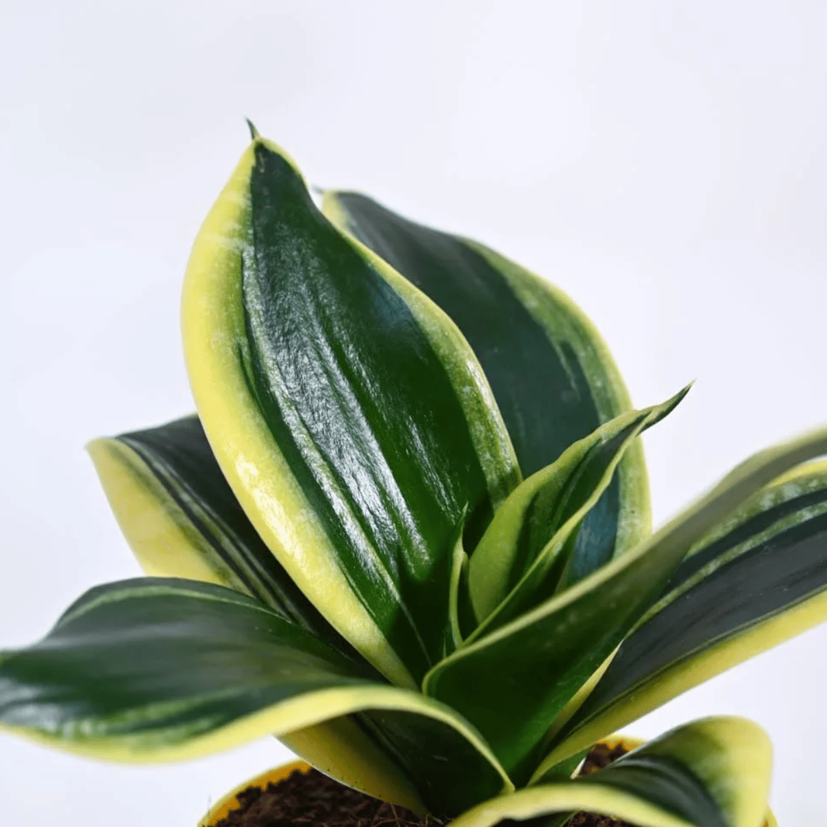 Variegated Sansevieria Plant