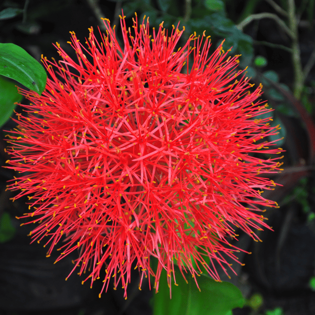 Football Lily Bulb (Scadoxus Multiflorus)