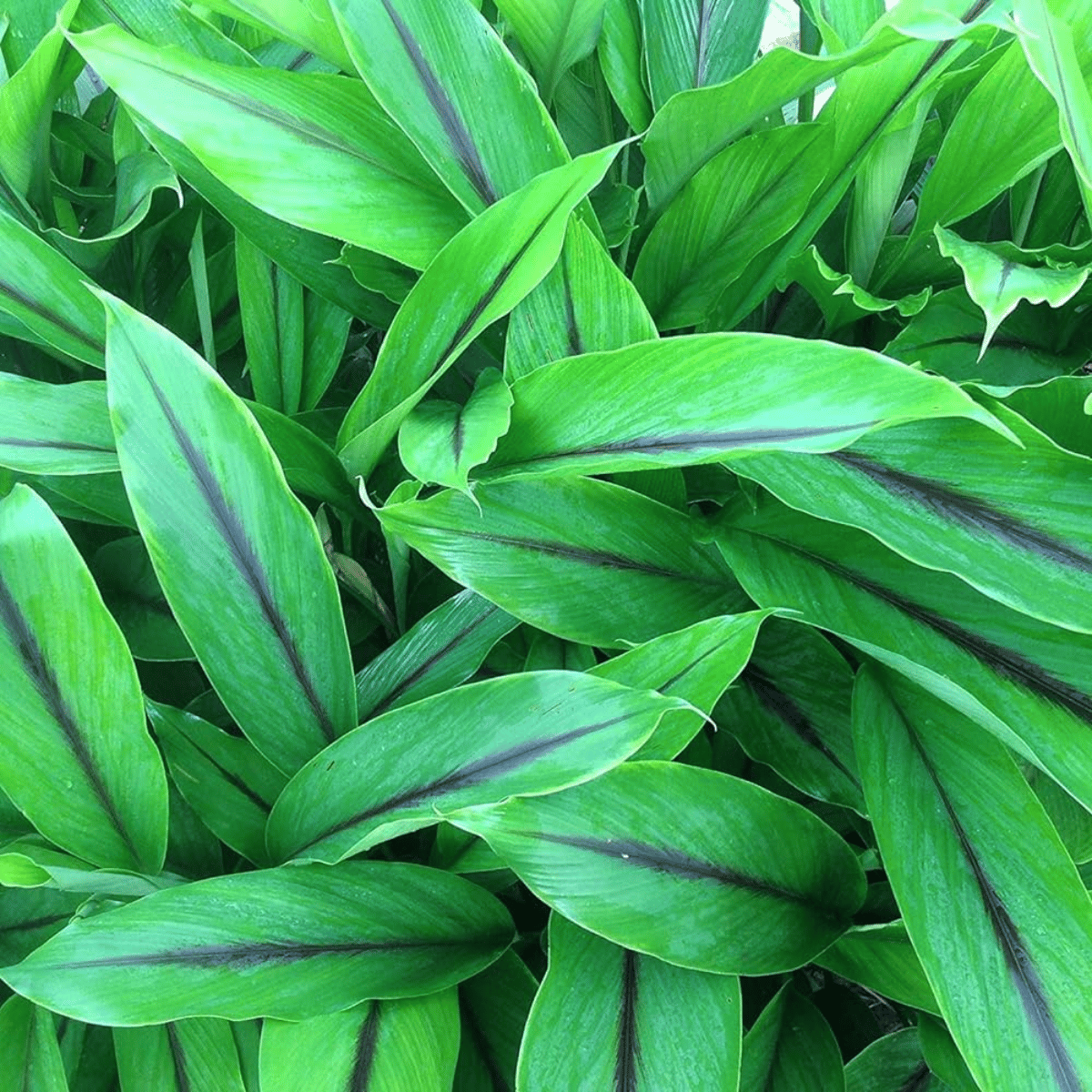 Black Turmeric Plant Kali Haldi Plant (Curcuma caesia)