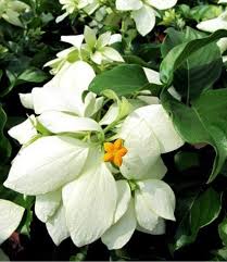 White mussaenda flower plant