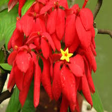 Red Mussaenda Flower Plant