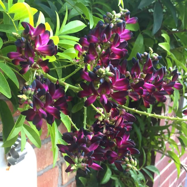 Millettia Flower Plant - Millettia peguensis