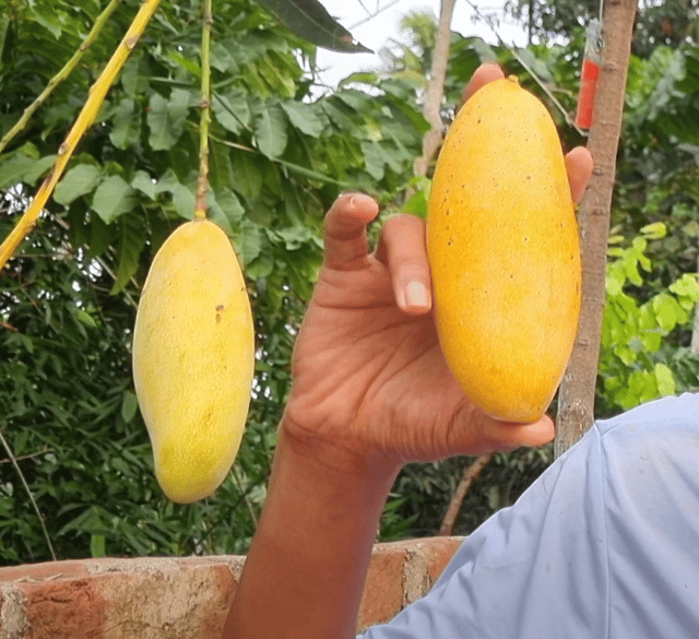 Honeydew Mango Fruit Live Plant & Tree - (Grafted)