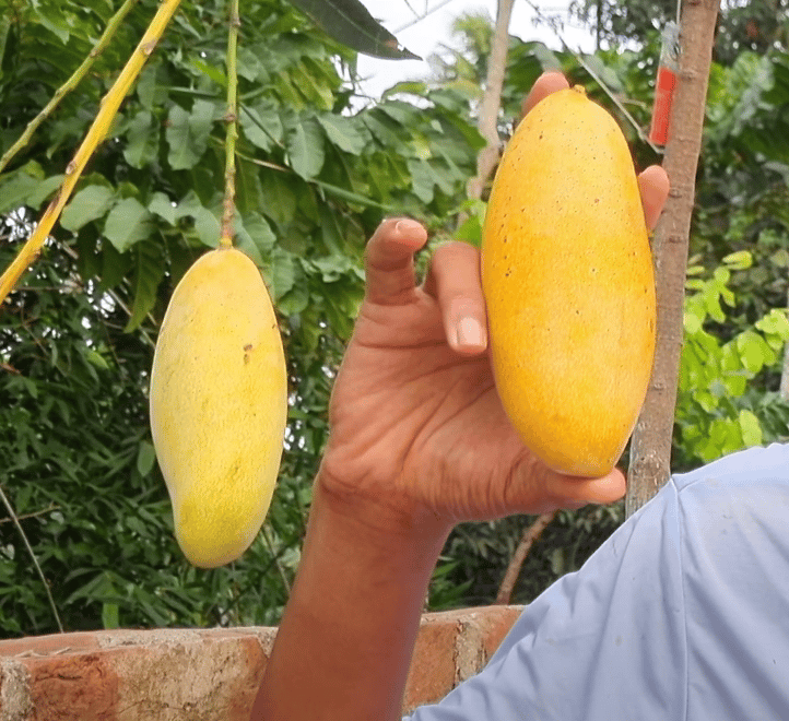 Honeydew Mango Fruit Live Plant & Tree (Grafted)