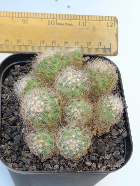 Mammillaria Baumii Live Cactus Plant (Barerooted) - Passion Garden