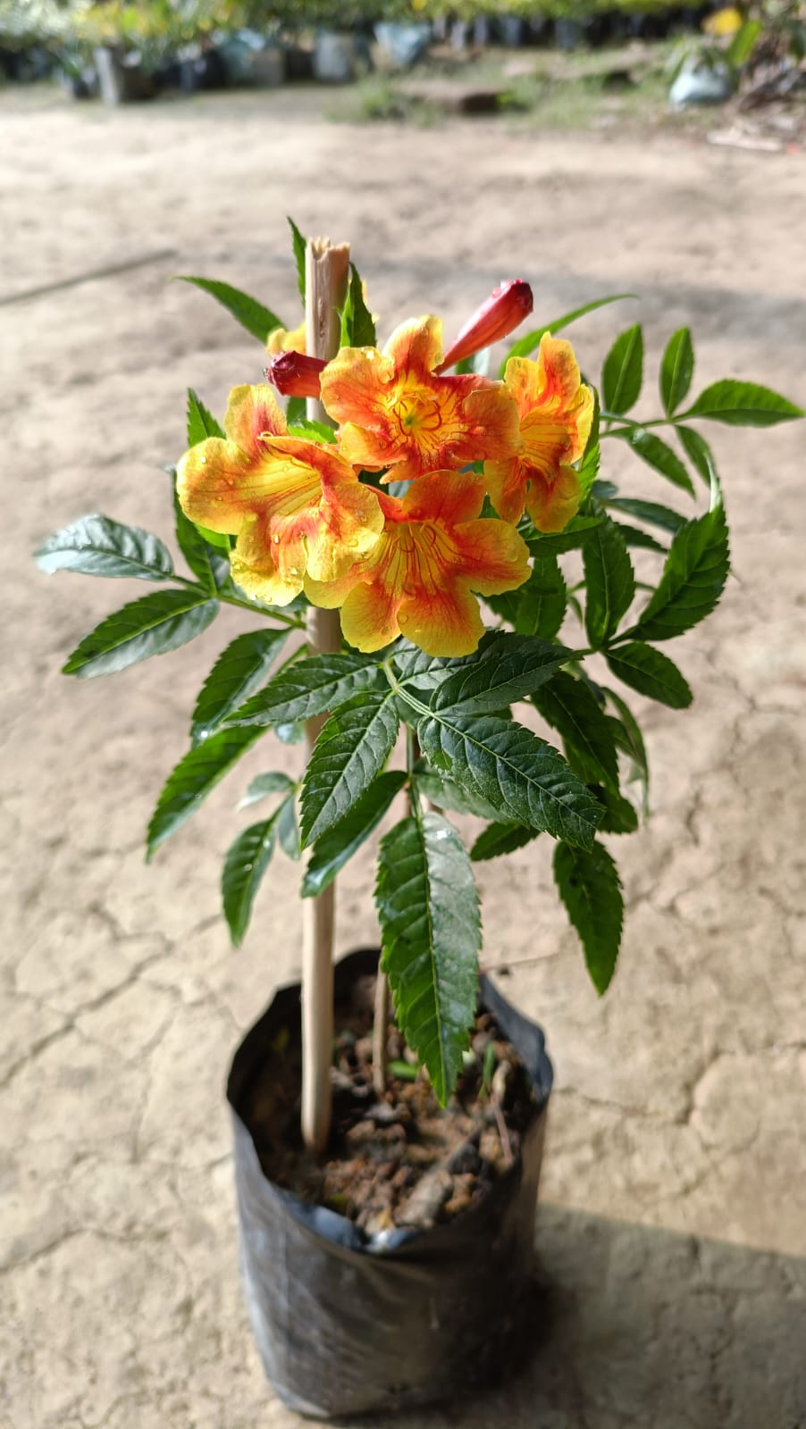 Tecoma(Shrub Orange) Flower Plant