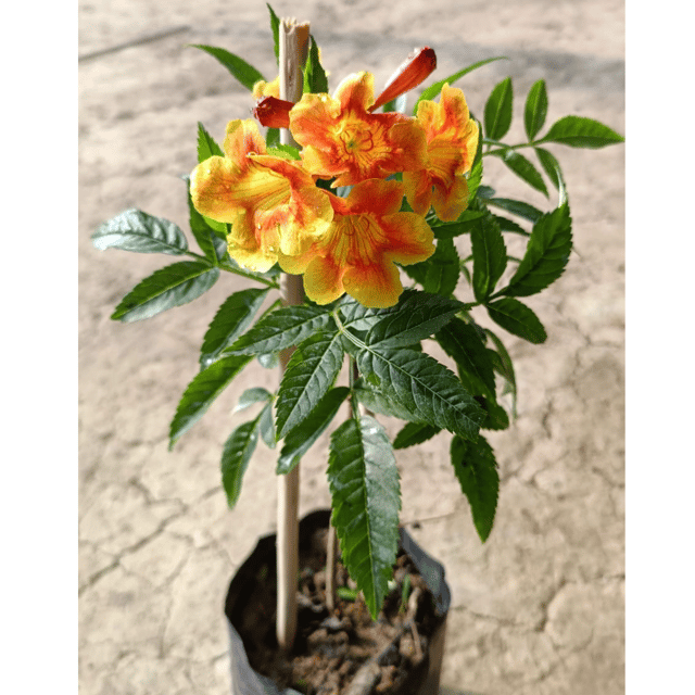 Tecoma(Shrub Orange) Flower Plant