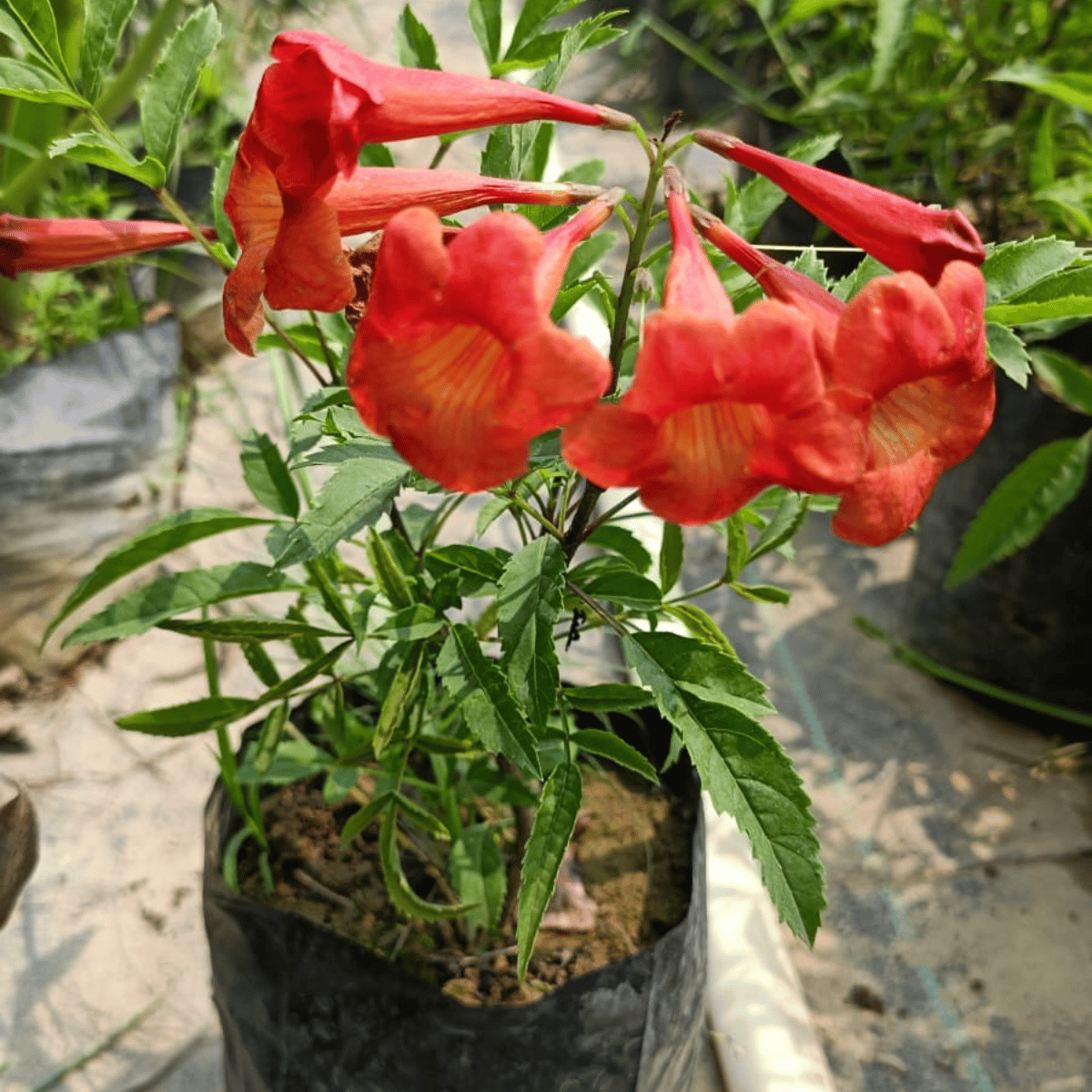 Red Tecoma Flower Plant