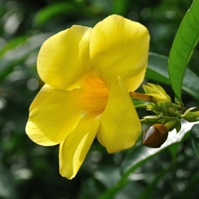 Yellow Allamanda Bush Flower Plant (Golden Trumpet)