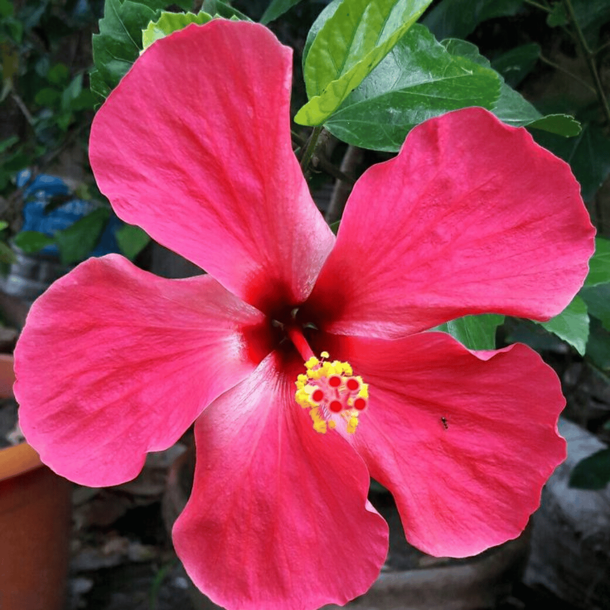 Rajendra Prasad hibiscus flower plant