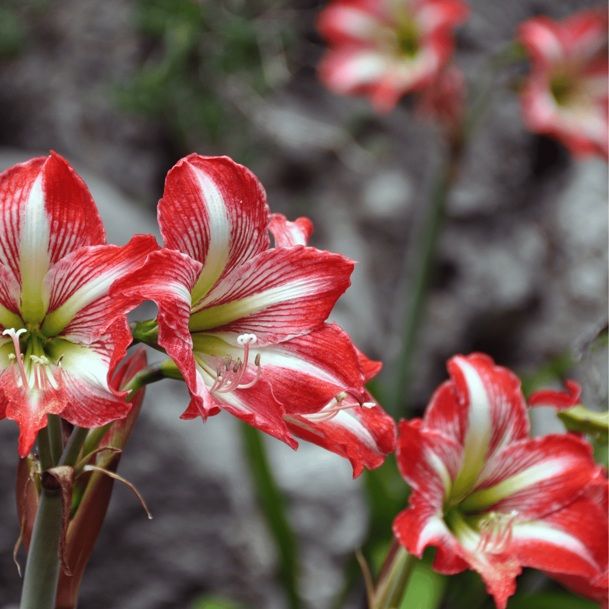 Amaryllis Flower Bulbs(Mix Colour) pack of 1