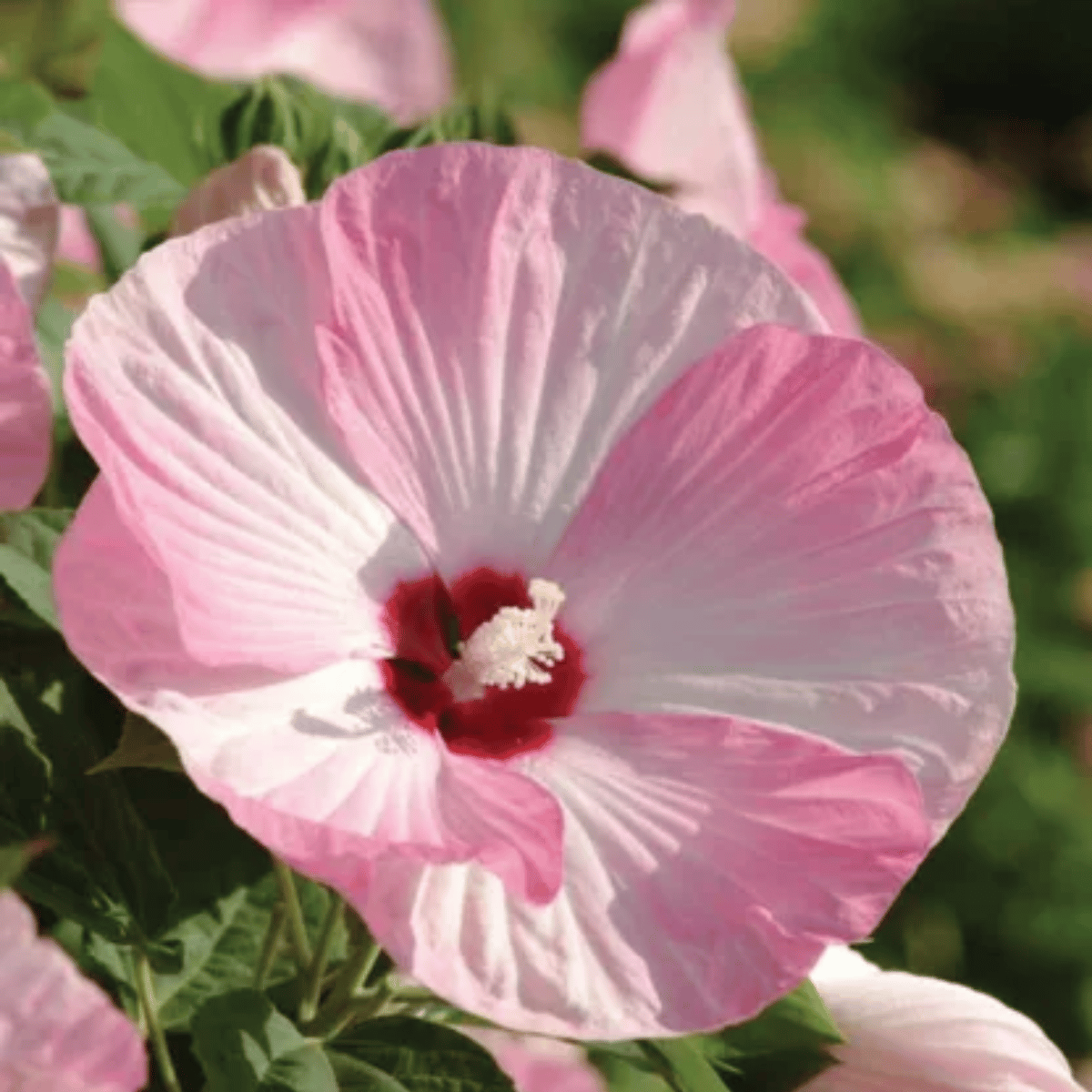 Hybrid Luna Hibiscus Flower Plant