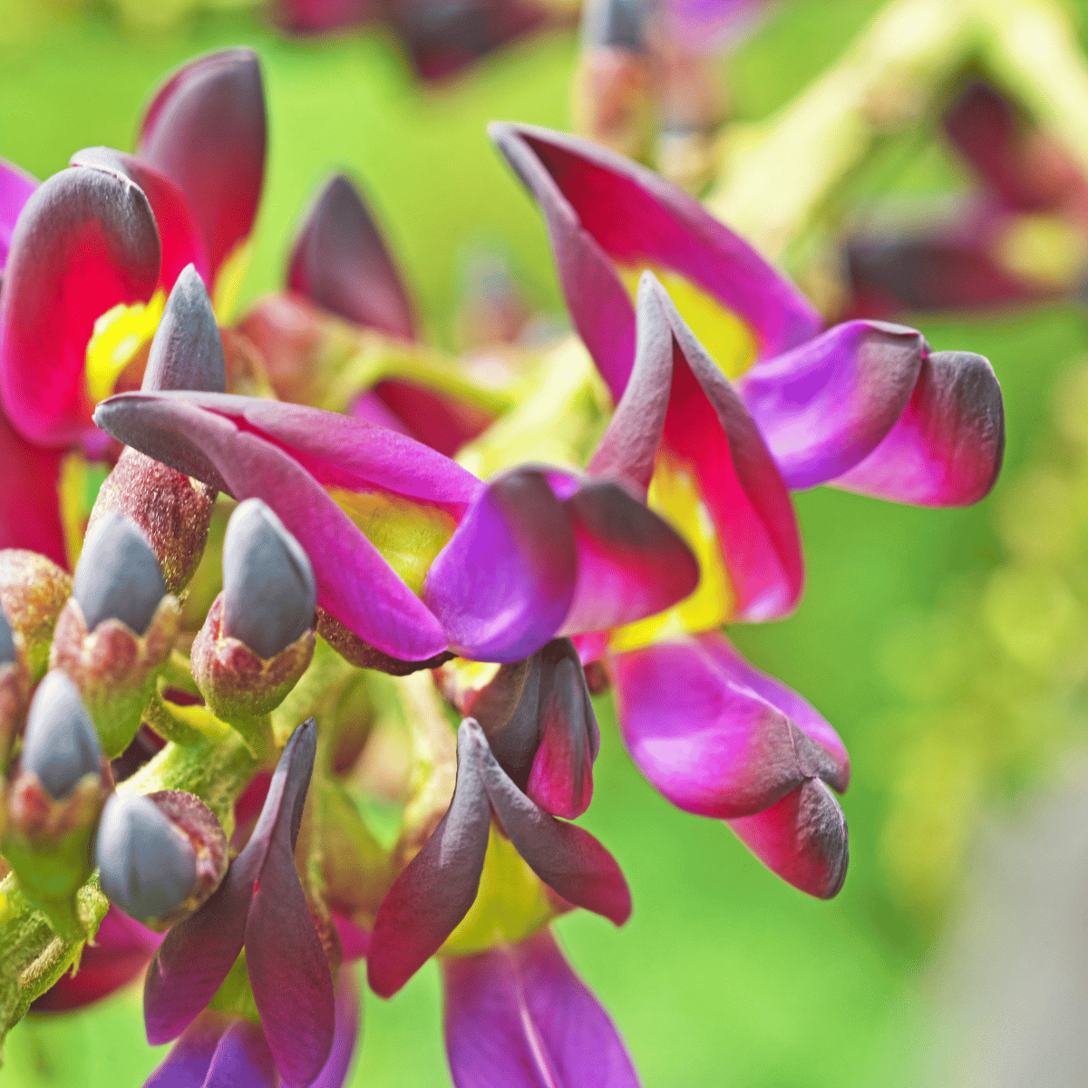 Millettia Flower Plant - Millettia peguensis