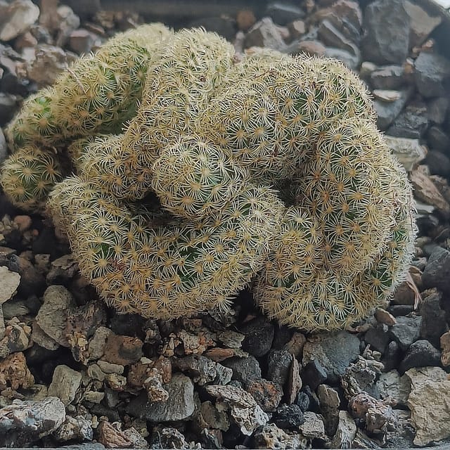 Mammillaria Elongata f. Cristata Live Brain Cactus plant (Bareroot) - Passion Garden