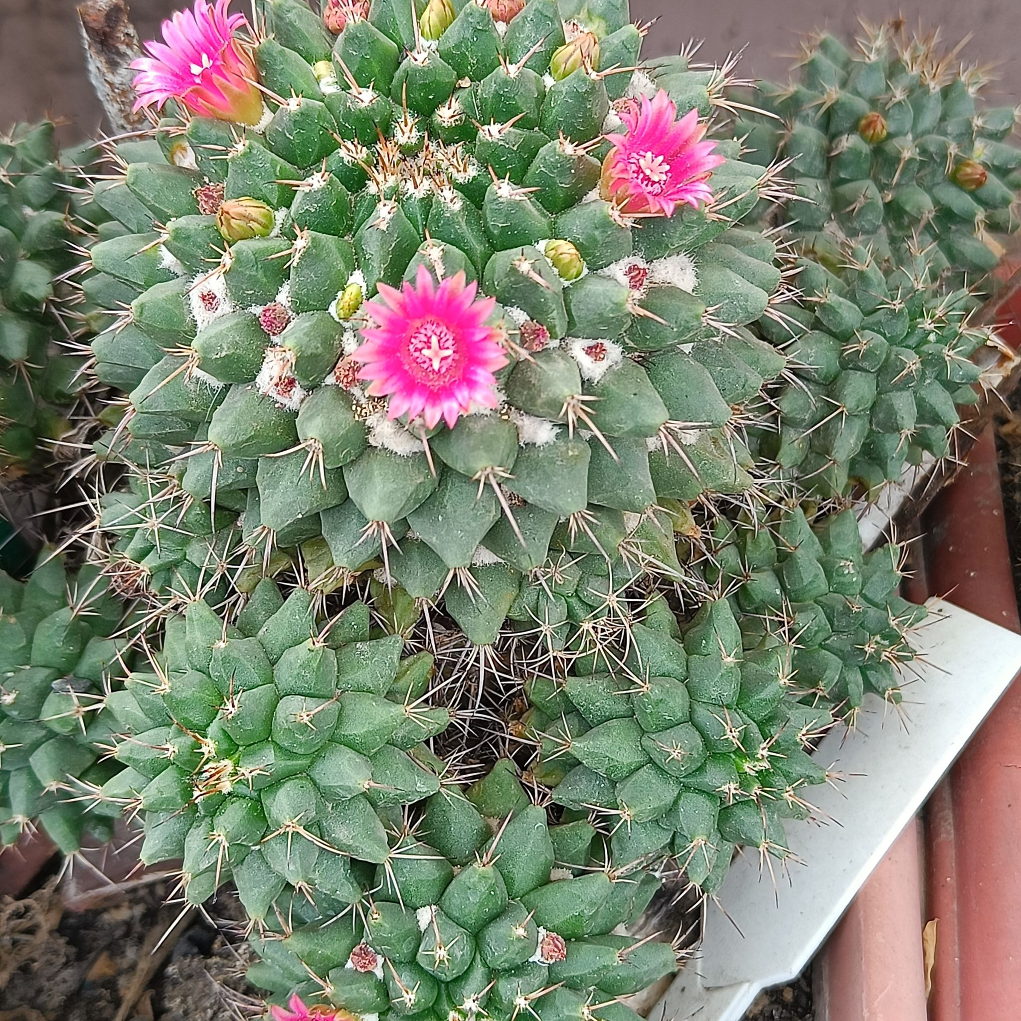 Mammillaria Compressa Live Cactus Plant (Barerooted) - Passion Garden