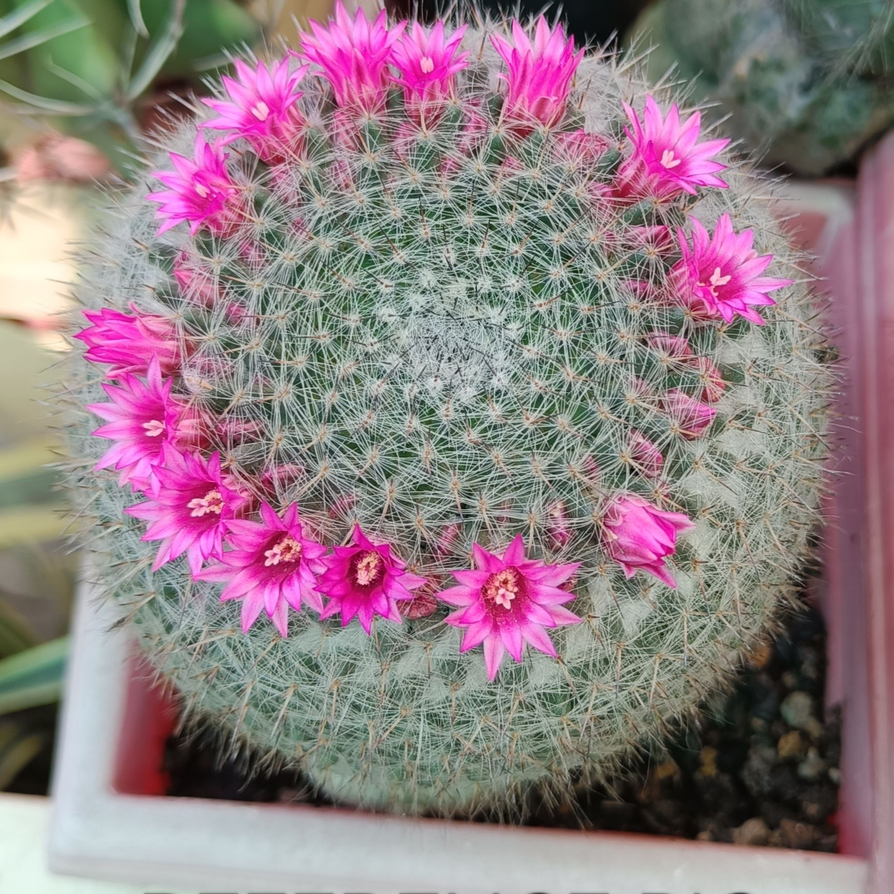 Mammillaria Hahniana Live Cactus Plant (Barerooted) - Passion Garden