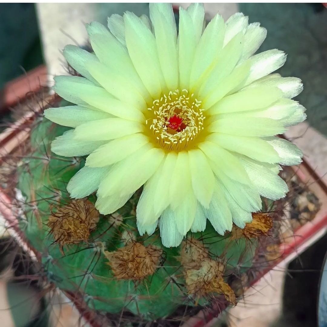 Parodia Ottonis Live Cactus Plant (Barerooted) - Passion Garden