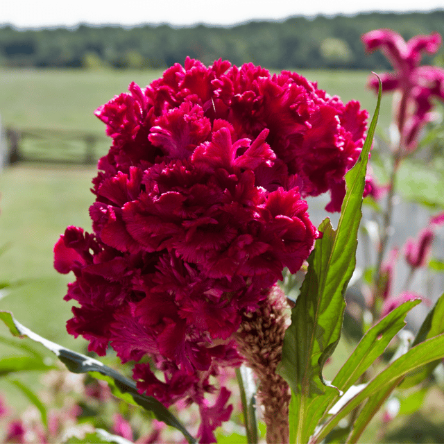 Cockscomb Flower Mix Seed  (Pack Of - 100 Seeds)