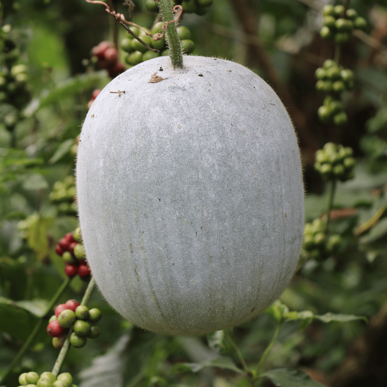 Organic Ash Gourd (raakh laukee) Seeds (Pack Of - 06 Seeds)