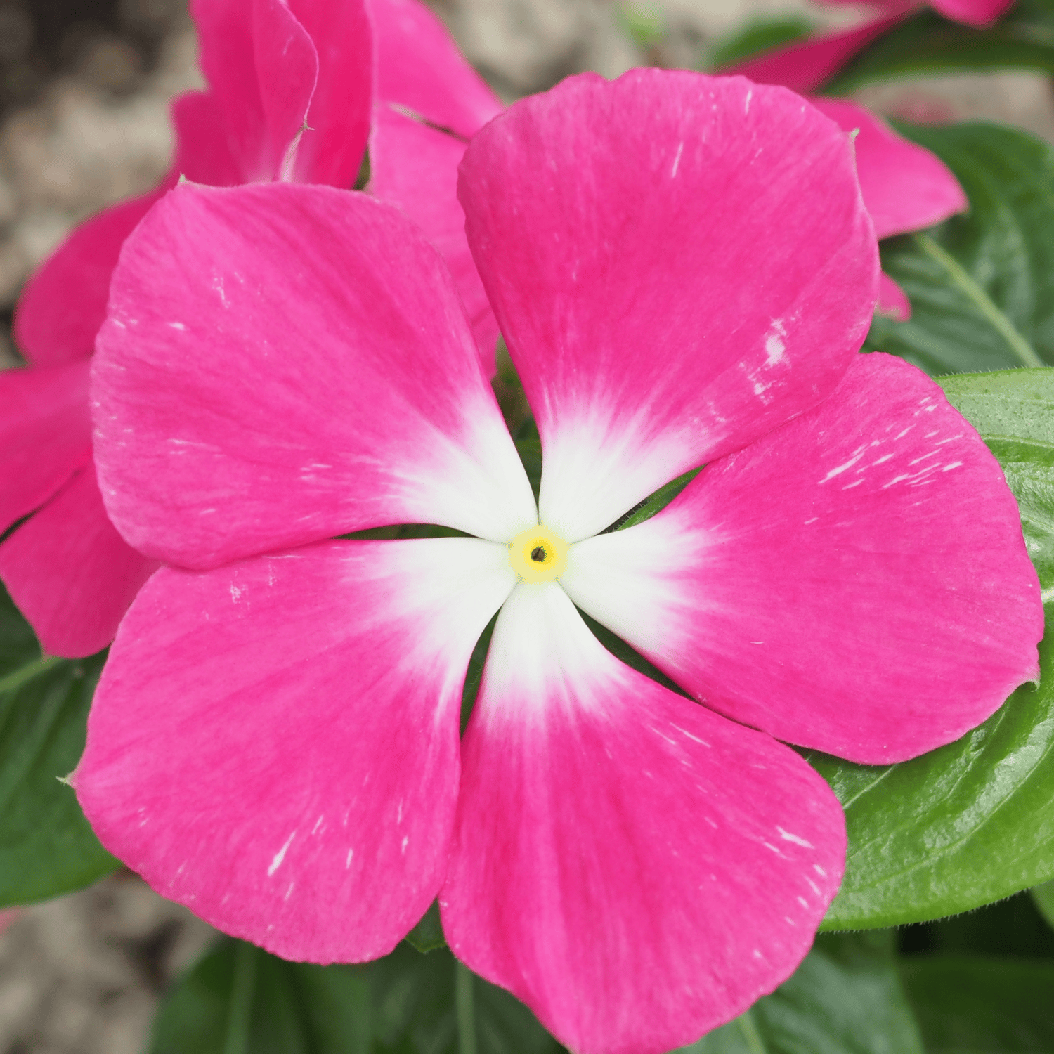 Vinca Flower Mix Seed (Pack Of - 10 Seeds)