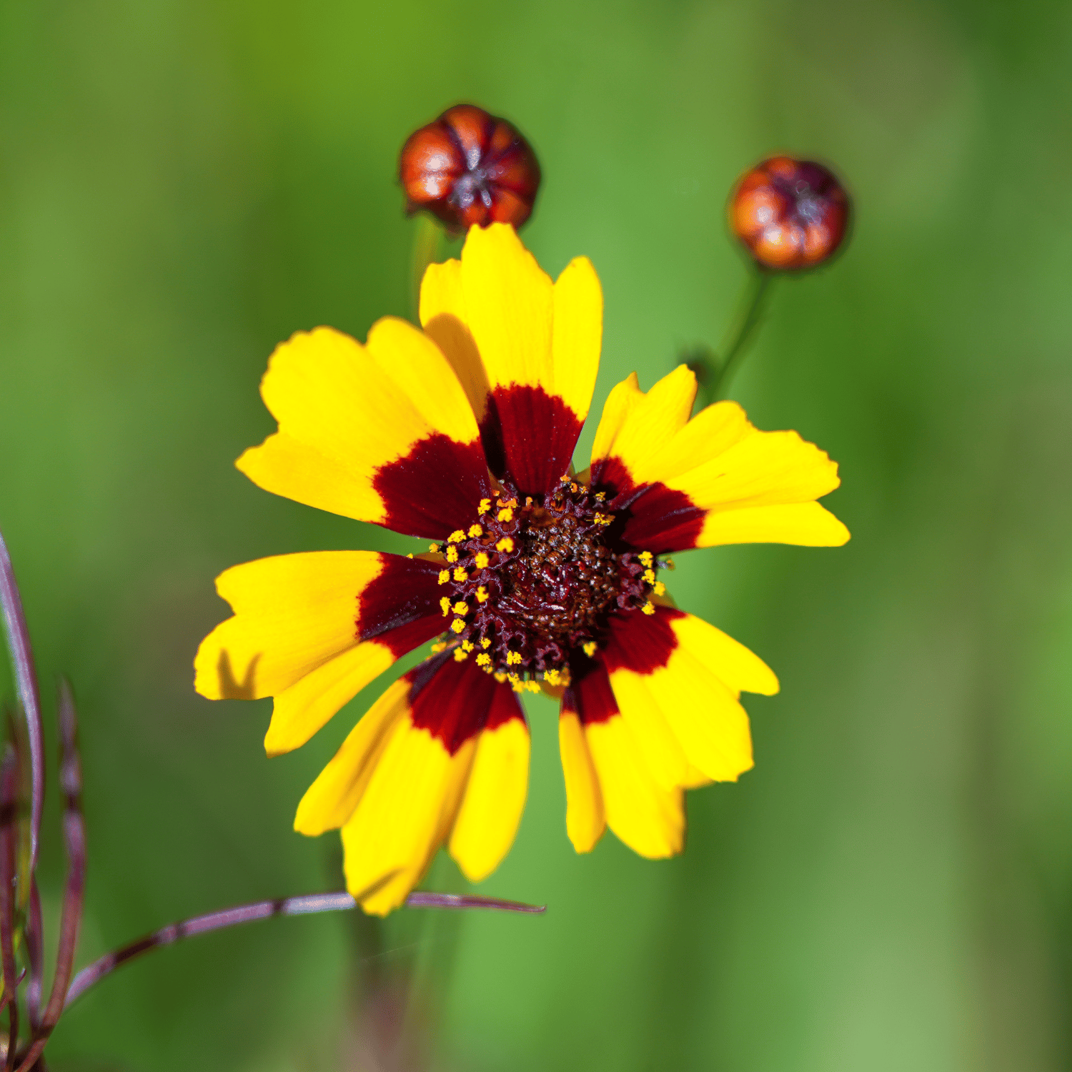 Coreopsis Flower Seed(Pack Of -15 Seeds)