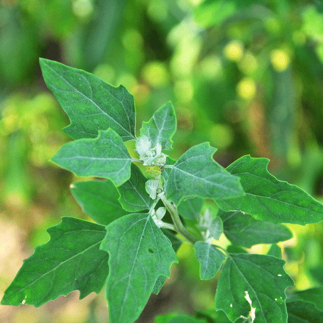 Organic Bathua (White goosefoot) Seed (Pack Of - 100 Seeds)