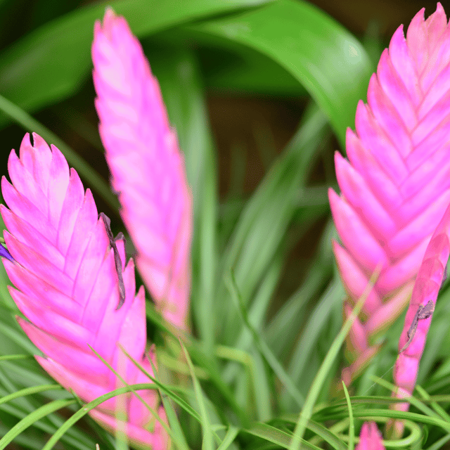 Tillandsia Cyanea Pink Quill Air plant