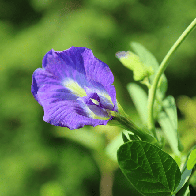 Blue Aparajita Butterfly Pea Flower Plant (Clitoria Ternatea)