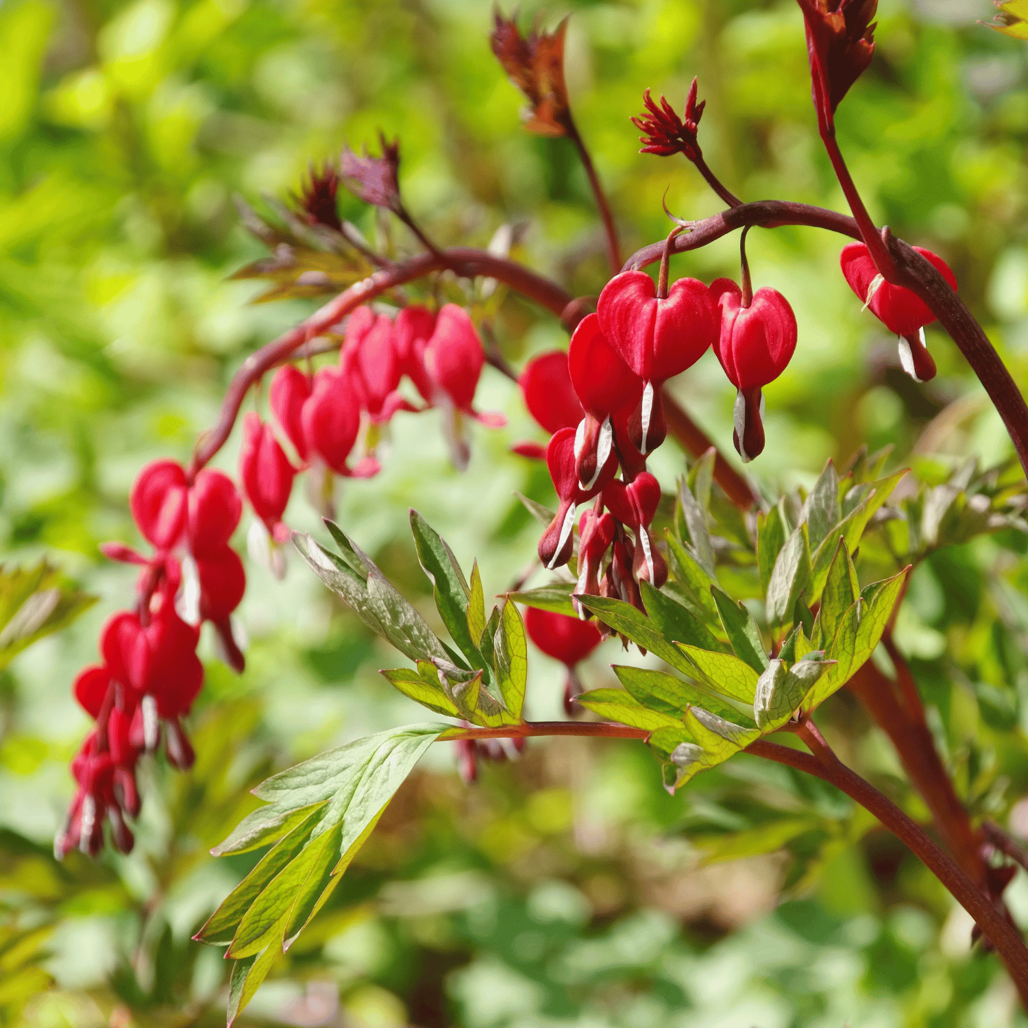 Bleeding Heart Vine Flower Plant (Red)