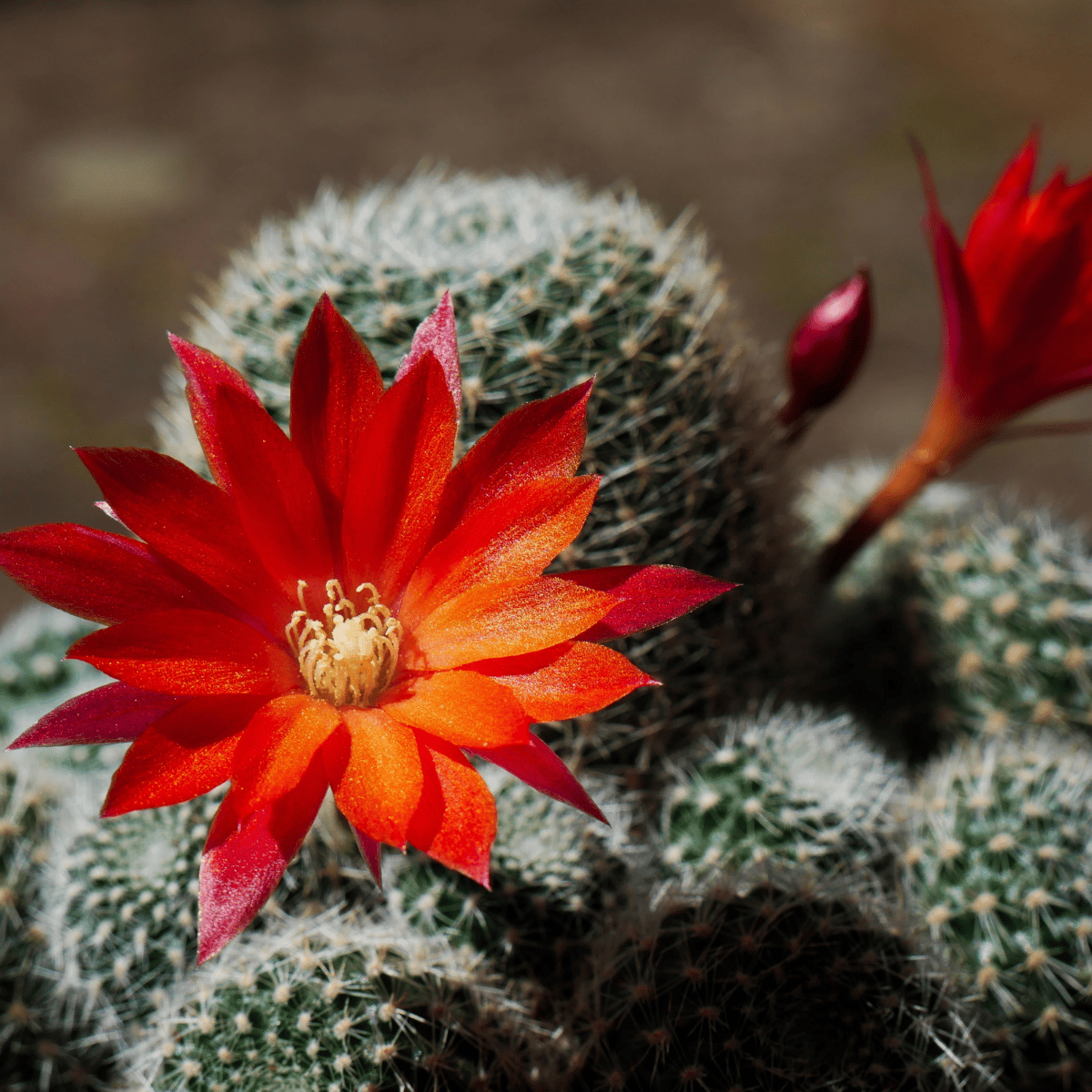 Rebutia Krainziana Live Cactus Plant (Barerooted) - Passion Garden