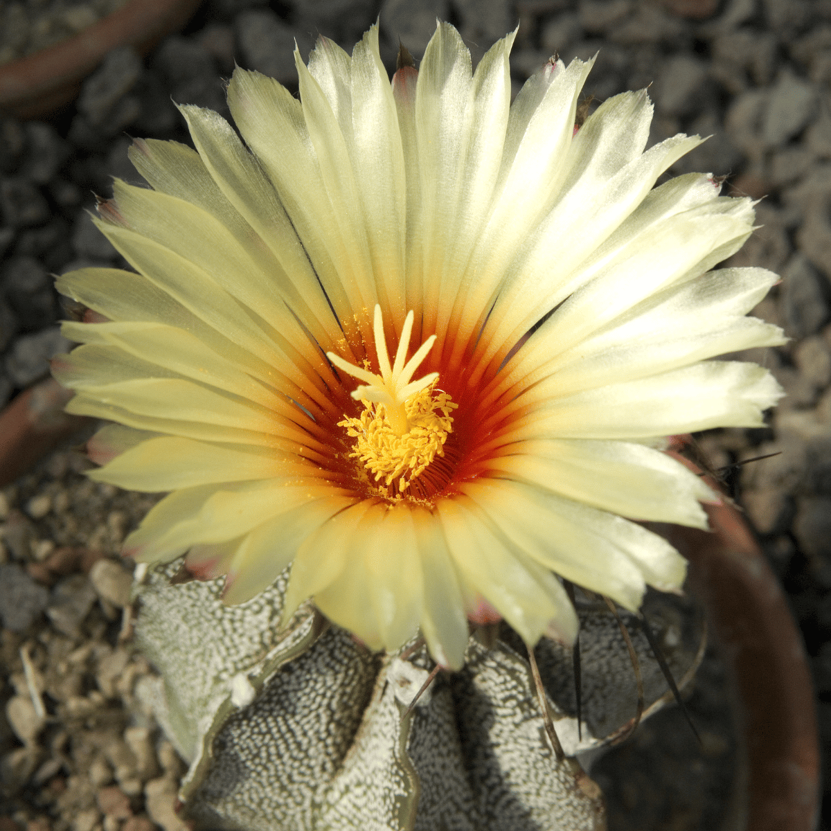 Astrophytum Myriostigma Pentacostatum Live Bishops Cap Cactus Plant (Bareroot)-Passion Garden