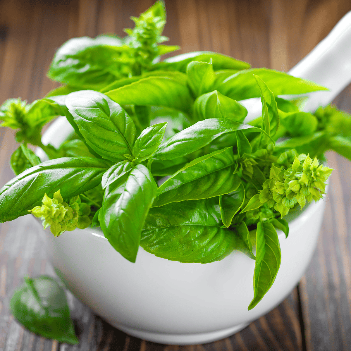 Basil Italian Herb Seeds (Pack Of - 60-70 Seeds)