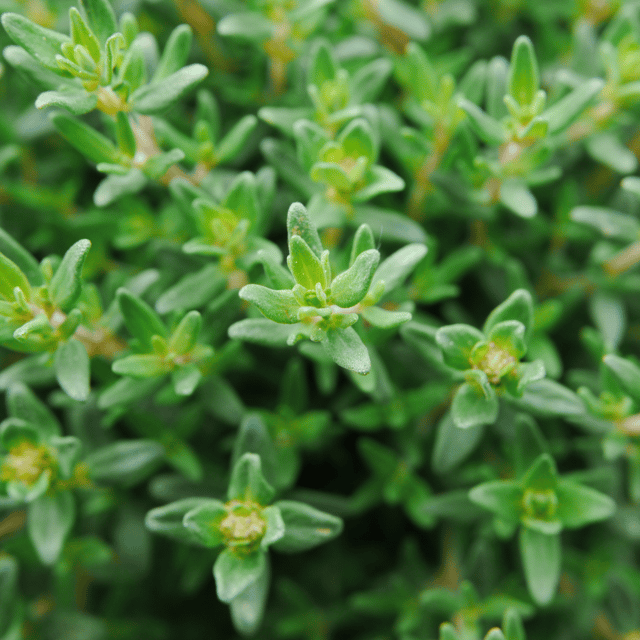 Thyme Herb Seeds (Pack Of - 60-70 Seeds)