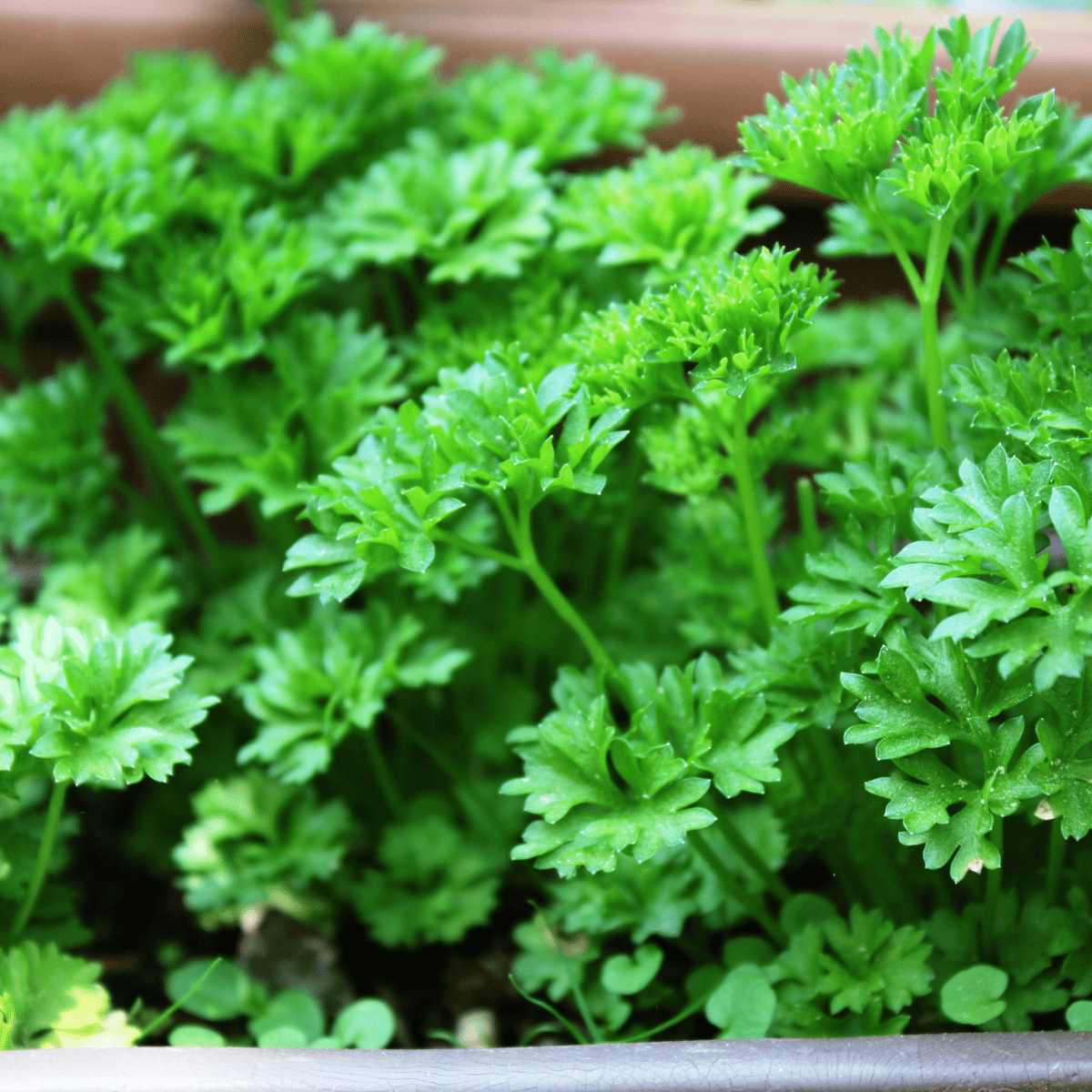 Parsley Herb Seeds (Pack Of - 60-70 Seeds)