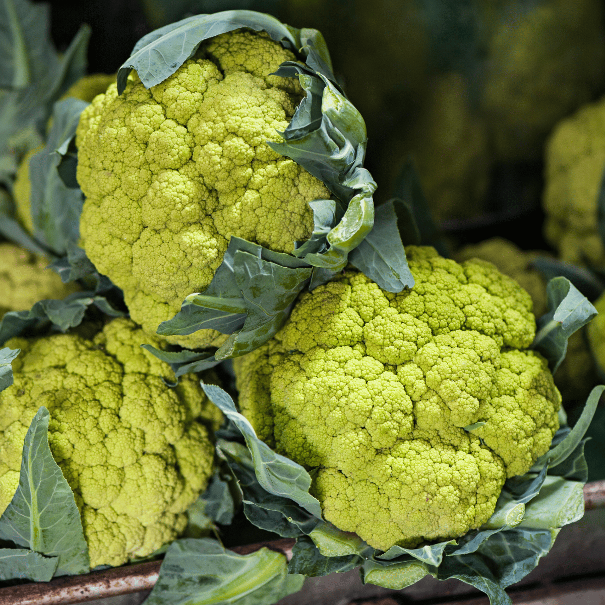 Exotic Vegetable - Cauliflower Green Seeds (Pack Of 30 Seeds)