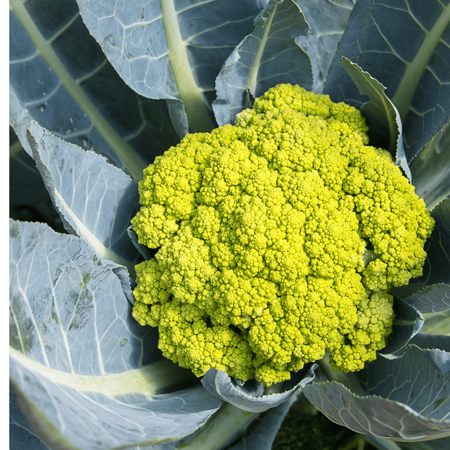 Exotic Vegetable - Cauliflower Green Seeds (Pack Of 30 Seeds)