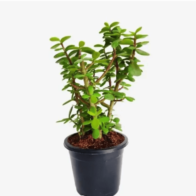 Lucky Jade Plant (With Pot)