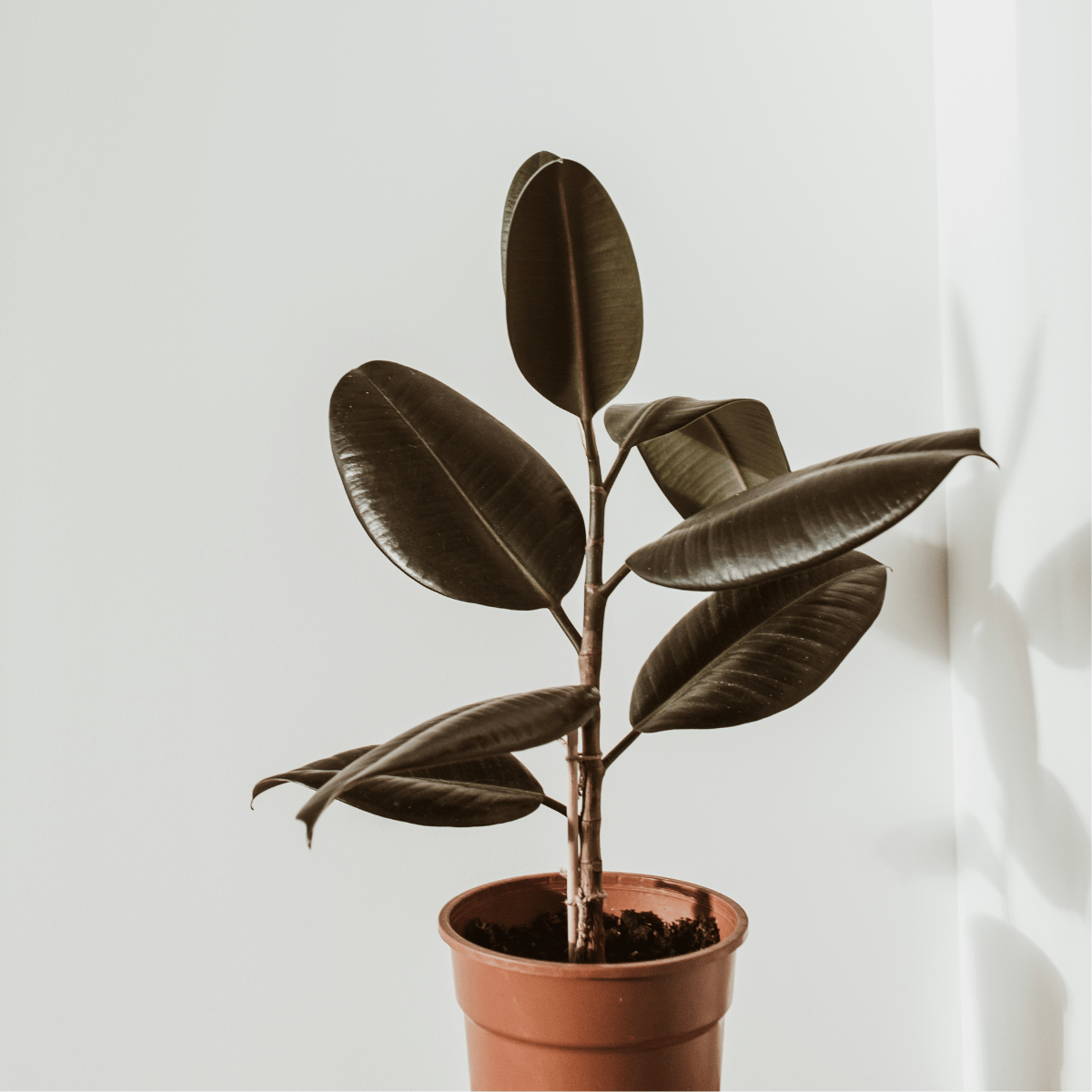 Rubber Live Plant (With Pot)