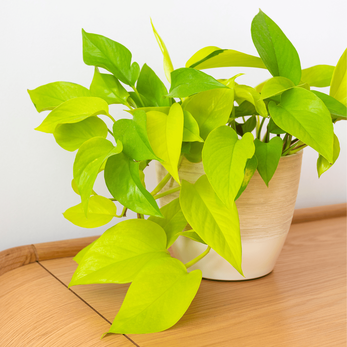 Golden Money Plant (With Pot)