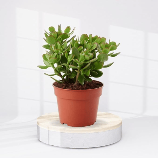 Dhan Kuber Plant (Crassula Money Plant) - With Pot