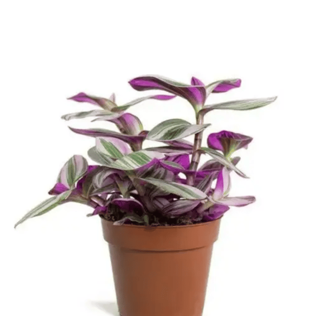 Wandering Jew (Tradescantia Zebrina Plant) - With Pot